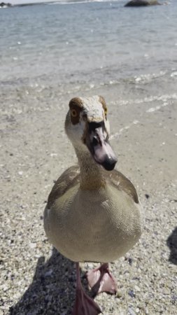 Гусыня и гусята на берегу океана 🦆🐥🐥 #ЮАР