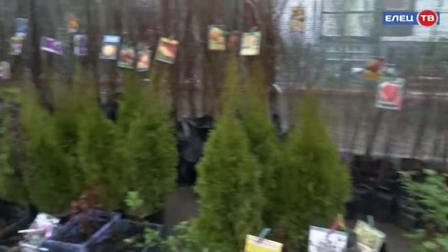 Что посеешь, то пожнёшь: Управление Россельхознадзора проверяет качество саженцев и семян