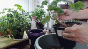 Пеларгонии, цветы. Обрезка и немного об укоренении