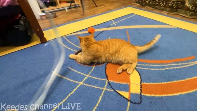 У Печеньки открылся третий глаз, он достиг просветления и научился предсказывать будущее смотреть онлайн