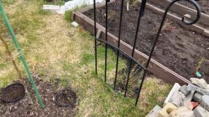 Розы. Подвязка на арки и опоры.