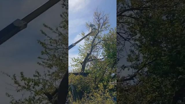 Спил высоких деревьев с вышкой. Спил деревьев любой сложности. смотреть онлайн