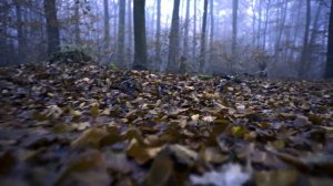 855570-hd_1920_1080_25fps