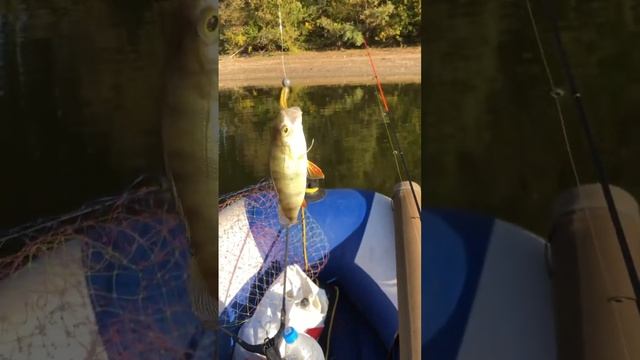 Осенний выход по окуню. смотреть онлайн