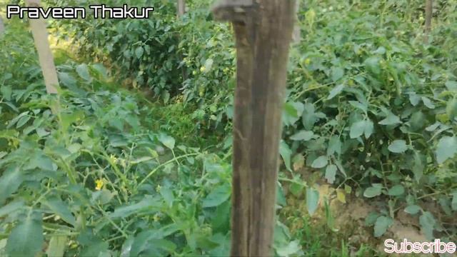 Bayer Sencor | Metribuzine 70% WP | herbicide | Praveen Thakur
