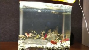 Запуск аквариума без подготовки.