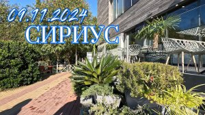 СИРИУС / НАБЕРЕЖНАЯ ЧЁРНОГО МОРЯ 09 ноября 2024 года !