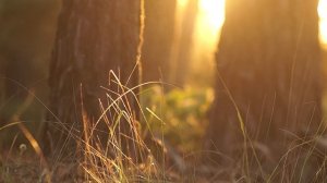 5683323-hd_1920_1080_25fps