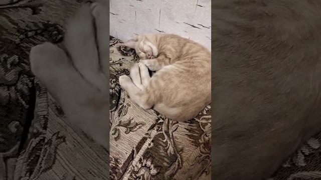 СОННОЕ КОШАЧЬЕ СЕМЕЙСТВО 😊