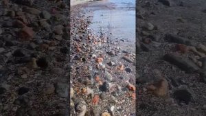 магия звука на чёрном море, металлофон дивья