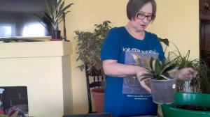 Сансевиерии пересадка деток в новый дом..Любовь Скороходова
