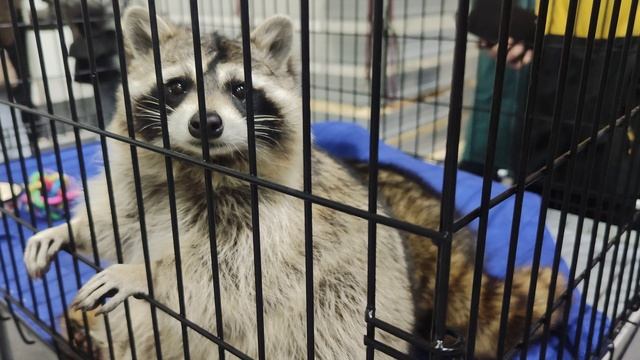 Еноты. смотреть онлайн