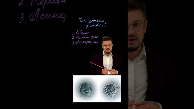 Тип дробления зиготы у человека.