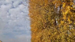 Листья осыпаются в саду