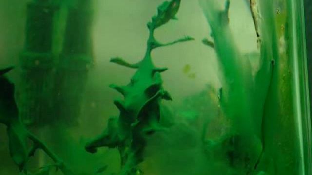cyanobacteria