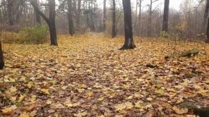 Золотая осень( Борис Пастернак)