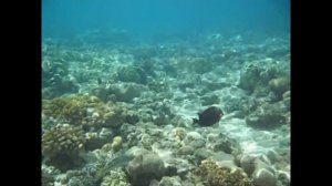 Подводный мир Шарма Часть 2_