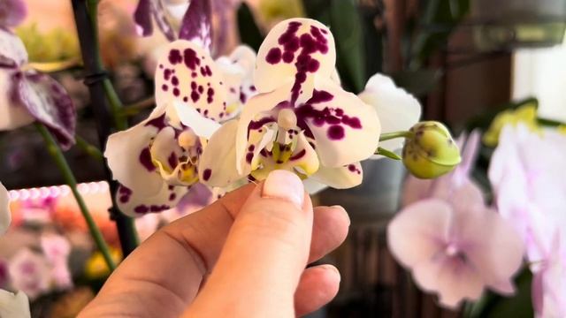 Орхидеи с мутацией Пелор и Трилипс в чем разница? ( Ответы на вопросы ) смотреть онлайн