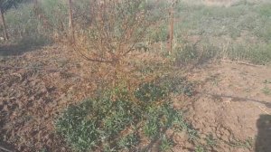 вертицеллёз абрикоса и полив