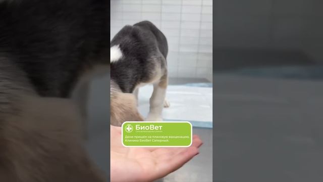 Дени пришёл на плановую вакцинацию. Клиника БиоВет Саперный.