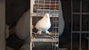 голуби Поволжья!!! мои бакинцы