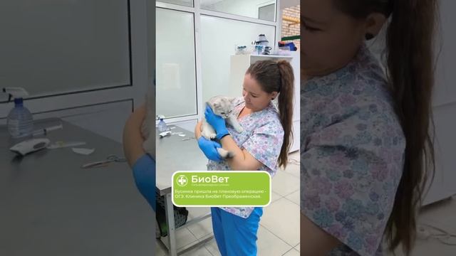 Бусинка пришла на плановую операцию - ОГЭ. Клиника БиоВет Преображенская.