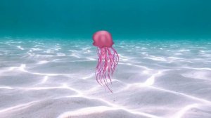 a calm frutiger aero playlist aquatic ambience