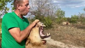 Мы ТАК РАДЫ! Взрослый прайд подружился с молодыми львами и вместе с Олегом Зубковым отдыхают!