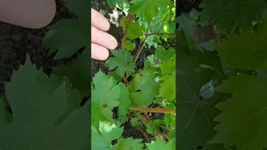 Виноград "Брависсимо"