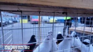 ДОМАШНИЕ ИГРОВЫЕ, БОЙНЫЕ ГОЛУБИ И ГОЛУБЕВОДЫ.  ВЕСЕННЯЯ СБОРНАЯ ЯРМАРКА ГОЛУБЕЙ.  МОСКВА 06.04.2024