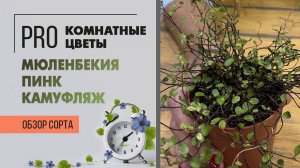 Мюленбекия Пинк Камуфляж. Обзор сорта. Ампельное комнатное растение с интересными листьями. Обзор.