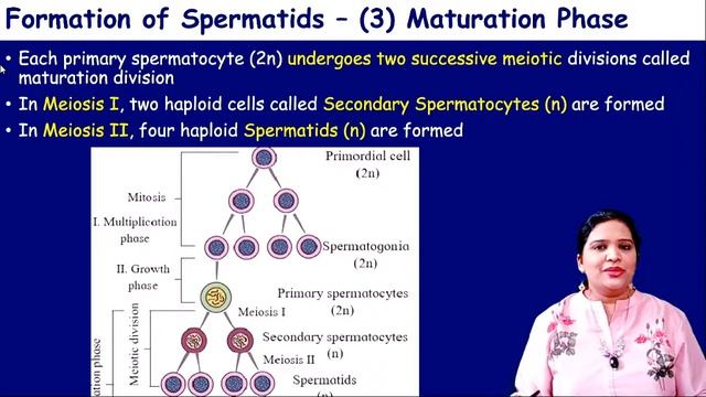 Spermatogenesis | Human Reproduction (NCERT Class 12 Biology)