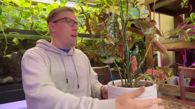 Save Your Dying Begonia Maculata Plant смотреть онлайн