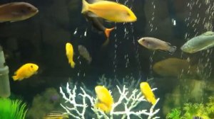 МОЙ АКВАРИУМ С ЦИХЛИДАМИ В 200 литров