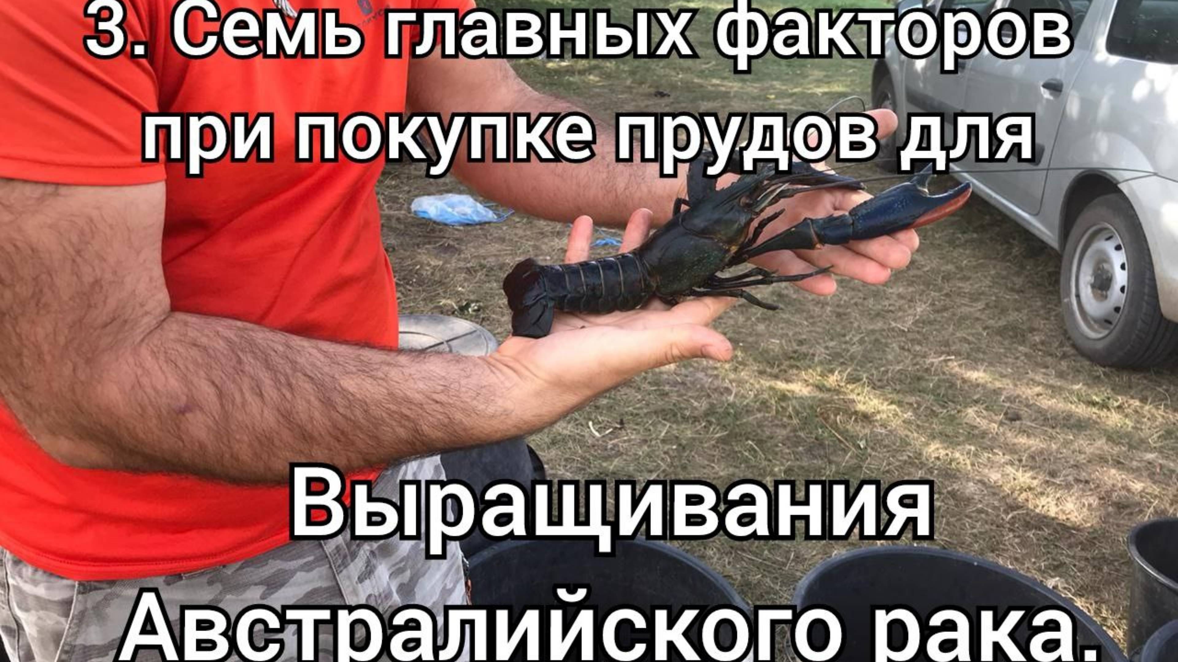 3. Семь главных факторов при покупке прудов для выращивания австралийских раков смотреть онлайн