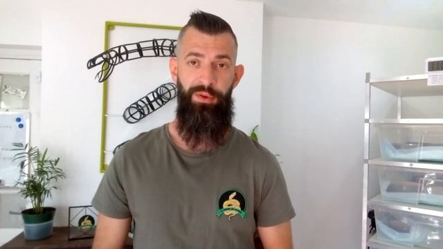 Présentation du Python Regius (Python Royal)