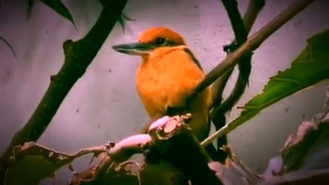 Kingfisher bird nature outdoors flora fauna best zoos aquariums botanic gardens America Wisconsin 1 смотреть онлайн