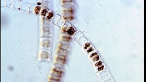 Төменгі сатыдағы өсімдіктер. Балдырлар.