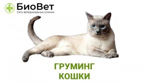 Груминг кошек