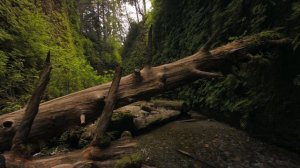 3744556-hd_1920_1080_30fps