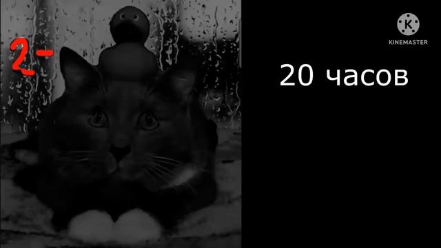 Топ 5 видео с канала @codekod88