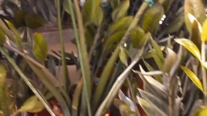 УЖАСНОЕ состояние растений в ЛЕРУА МЕРЛЕН.  Замиокулькас СУПЕР НОВА.