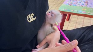 Baby monkey Abi was able to eat and drink after a few days of being sick and not eating