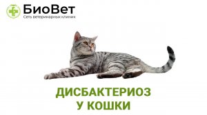 Дисбактериоз у животных