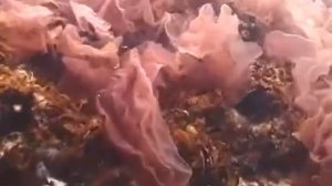 © Красная водоросль Porphyra Video Dr Oleg Kovtun