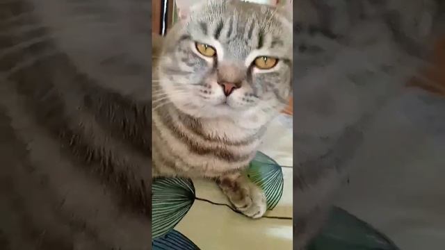 Кто съел все котлеты?#сезонконтента