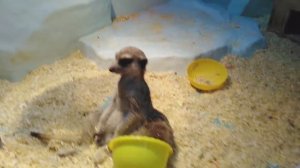 ПРИКОЛЬНЫЕ ЖИВОТНЫЕ. ПИНГВИНАРИЙ В ЛАЗАРЕВСКОМ С  ОЗВУЧКОЙ. ОТДЫХ. ИЮЛЬ 2023.