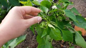Формируем кустики перца🌶🌶🌶 правильно