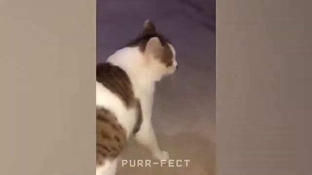 Самые Забавные Животные, Боже, Такие Милые, Мурлыкающие.