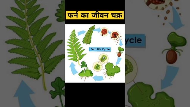 फर्न|plants kingdom|class 11 biology|furn 🌿☘️🌱🥀🌺💐🤗